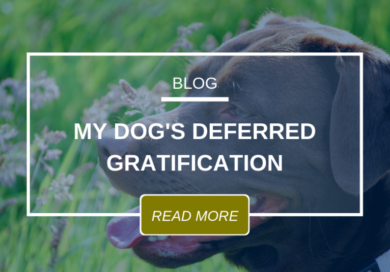 My Dog's Deferred Gratification